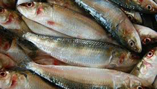  Kerala Sardine Medium