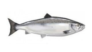 Buy Silver Crocker fishoncall.in
