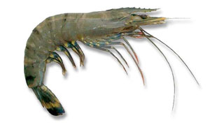 Tiger prawn Medium