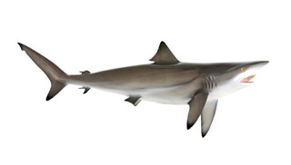 Buy Shark Slices/Cubes fishoncall.in